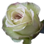 Green Fashion Roses d'Equateur Ethiflora